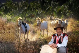 Người cuối cùng thuần hóa ngựa hoang dưới chân núi Hàm Rồng