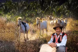 Người cuối cùng thuần hóa ngựa hoang dưới chân núi Hàm Rồng