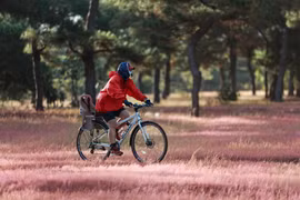 Lễ hội cỏ hồng huyện Đak Đoa diễn ra vào cuối tháng 11