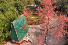 Pơ lang thắm đỏ dọc miền biên giới 