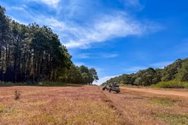 Rực rỡ sắc cỏ hồng trên đồi thông Ia Dêr 