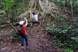 Những cây đa trăm tuổi giữa đại ngàn Kon Ka Kinh