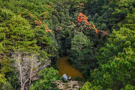 Núi Ngô Sơn rực đỏ hoa rừng