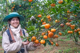 Nhộn nhịp mùa cam chín ở Sơn Lang