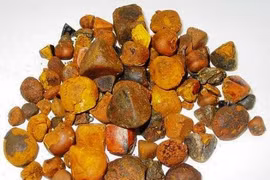 Gia Lai: Phát hiện vật thể nghi là ngưu hoàng hiếm gặp trong túi mật bò