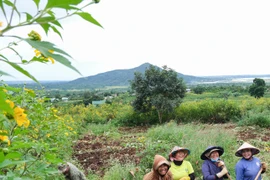 Mùa thu hoạch dong riềng ở núi lửa Chư Đang Ya 