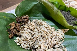Mùa bắt sâu tre