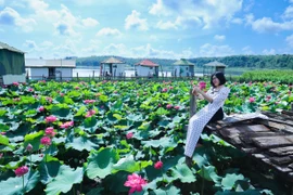 Mùa sen hồng nở rộ bên miệng núi lửa hồ Ia Băng