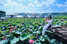 Mùa sen hồng nở rộ bên miệng núi lửa hồ Ia Băng