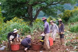 Mùa thu hoạch dong riềng ở núi lửa Chư Đang Ya 