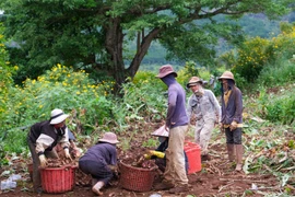 Mùa thu hoạch dong riềng ở núi lửa Chư Đang Ya 