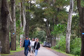 Con đường hàng thông trăm tuổi gắn liền với lịch sử hình thành đồn điền trà Biển Hồ trên cao nguyên. Ảnh: Hoàng Ngọc