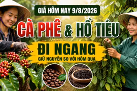 Giá cà phê, hồ tiêu hôm nay 9/8: Thị trường đồng loạt đi ngang