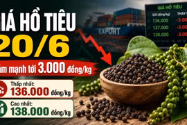 Giá hồ tiêu hôm nay 20/6: Đồng loạt giảm trên diện rộng