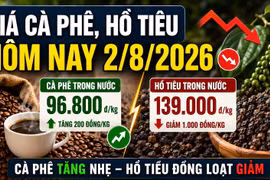 Giá cà phê hôm nay 2/8 tăng nhẹ, hồ tiêu giảm 1.000 đồng/kg