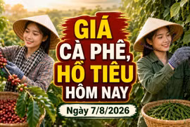 Giá cà phê, hồ tiêu hôm nay 7/8: Cà phê lao dốc, giá tiêu đi ngang