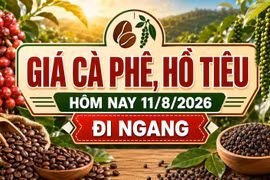 Giá cà phê, hồ tiêu hôm nay 11/8 chưa có biến động mới