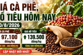 Giá cà phê hôm nay 10/8 tăng trở lại, hồ tiêu lên mức 139.500 đồng/kg