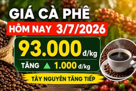 Giá cà phê hôm nay 3/7 tăng thêm 1.000 đồng/kg, Tây Nguyên giữ đà nóng