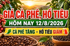 Giá cà phê, hồ tiêu hôm nay 12/8: Cà phê tăng, giá tiêu giảm
