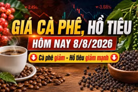 Giá cà phê, hồ tiêu hôm nay 8/8: Hai mặt hàng cùng giảm