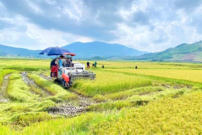 Thông tin dự báo, cảnh báo thời tiết tháng 10 tại tỉnh Gia Lai