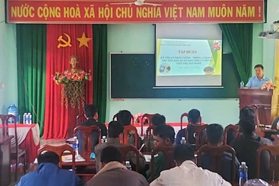 Kbang: Tập huấn kỹ thuật trồng và bảo quản hạt dổi