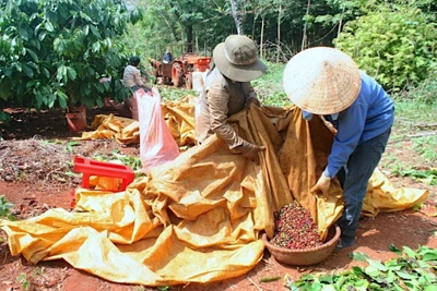 Hôm nay (24-10), giá cà phê ở Tây Nguyên giảm mạnh từ 1.600-1.900 đồng/kg