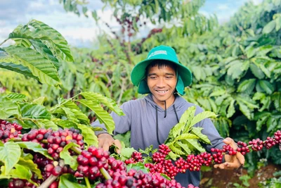 Công ty TNHH Ánh Dương Tây Nguyên: Hiệu quả từ giải pháp chăm sóc và quản lý dịch hại trên cây cà phê