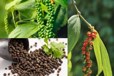 Giá cà phê giảm mạnh ngày cuối tuần, hồ tiêu không biến động