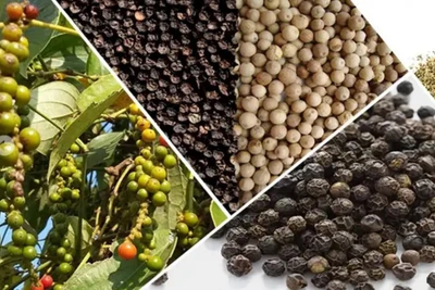 Ngày 4-8, hồ tiêu tại Gia Lai neo ở mức 139.000 đồng/kg