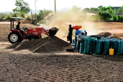 Xuất khẩu cà phê 6 tháng đầu năm tăng 67,5% về giá trị