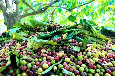Giá cà phê trong nước chính thức đạt mốc 100.000 đồng/kg