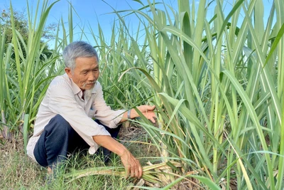 Gia Lai chủ động phòng-chống sinh vật gây hại cây trồng