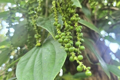Giá cà phê và hồ tiêu cùng giảm trong ngày 23-7