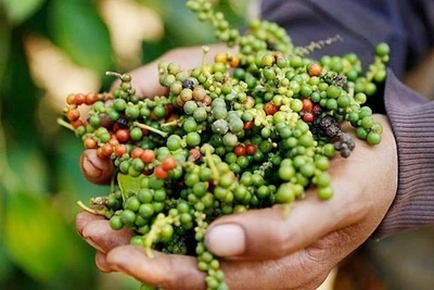 Hồ tiêu Gia Lai giảm 500 đồng/kg trong ngày 26-7, các địa phương khác ổn định giá