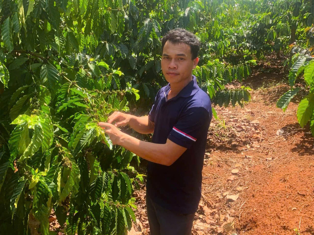 Anh Ksor Chiến dành nhiều thời gian để chăm sóc cây cà phê của gia đình mình.Ảnh: R.H z6388533745777-9d7f42fed565249e0118225a43e3deeb.jpg