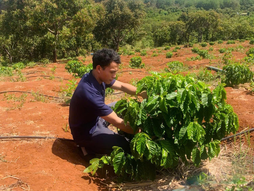 Hiện 3 ha cà phê mới trồng của anh Ksor Chiến dự kiến sẽ cho thu hoạch trong vài năm tới.Ảnh: R.H z6388529793585-302e0e4fb390e2b0953d00e1d9f1b7d2.jpg