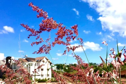 Cao nguyên mùa gió biếc