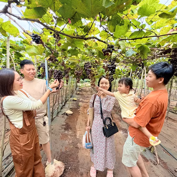 Từ vườn nho hữu cơ đến điểm hẹn du lịch nông nghiệp