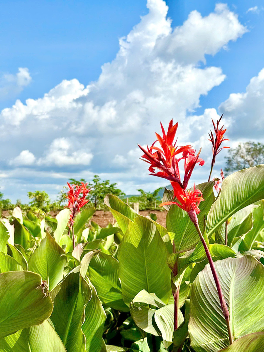 Từng cánh hoa mỏng manh vươn lên nền trời. Ảnh: V.T.T tung-nhanh-hoa-do-nhe-nhang-len-loi-giua-nhung-bup-la-xanh-ve-nen-canh-dong-que-thanh-binhanh-hoang-nhi.jpg