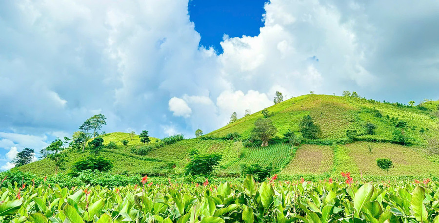 Chư Đang Ya mỗi mùa lại mang một vẻ đẹp rất riêng. Ảnh: V.T.T khi-nhung-mua-hoa-ve-ben-nui-chu-dang-ya-se-khien-lu-khach-xuyen-xao-ma-tim-den-ve-dep-giua-thien-nhien-nui-doi-anh-hoang-nhi.jpg