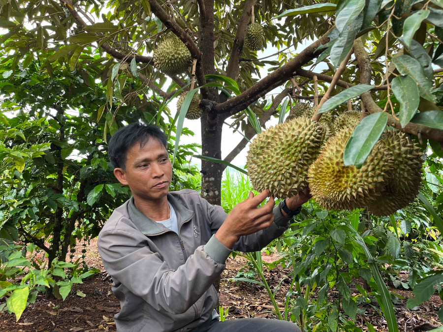 Thủ tướng Chính phủ yêu cầu Bộ trưởng Bộ Nông nghiệp và Môi trường tập trung chỉ đạo sản xuất sầu riêng theo Đề án phát triển cây ăn quả chủ lực đến năm 2025 và 2030. Ảnh: P.V img-7477.jpg