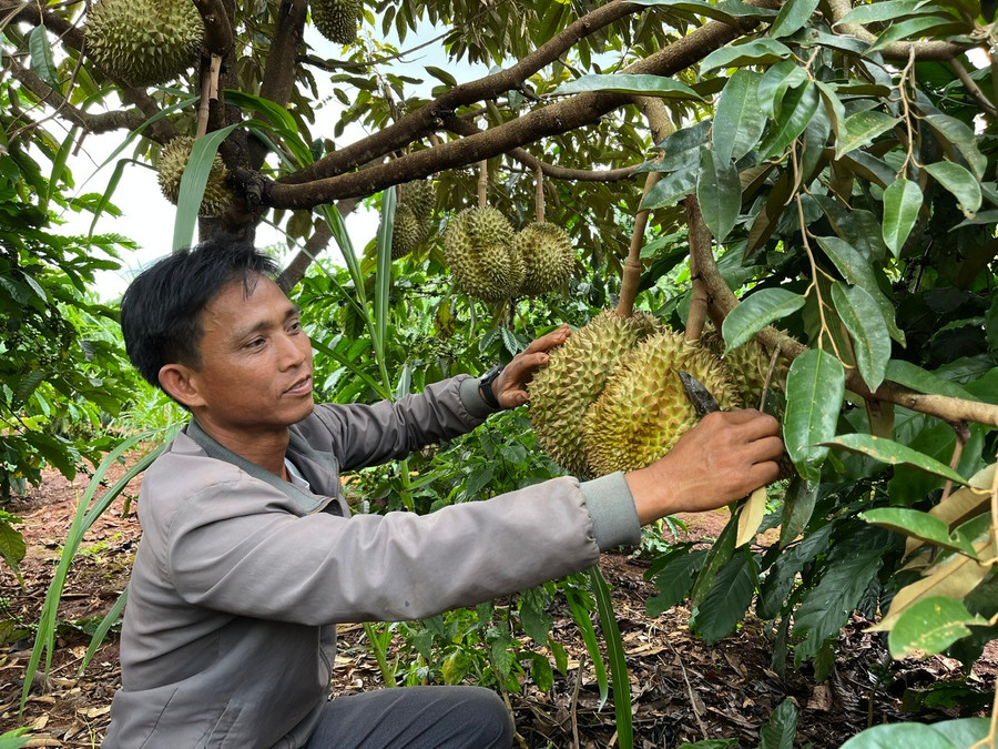 Thủ tướng yêu cầu tiếp tục đẩy mạnh nghiên cứu, ứng dụng khoa học công nghệ, đổi mới sáng tạo, chuyển đổi số trong nông nghiệp. Ảnh: P.V z6658735500158-d78437a827986211557bec315f9a8a1a.jpg