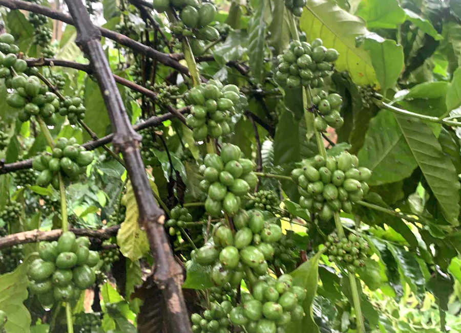 Thị trường cà phê trong nước đang có dấu hiệu phục hồi. Ảnh: P.V 047ffaaa-88b4-46d5-8f3c-c5cc4333a693.png