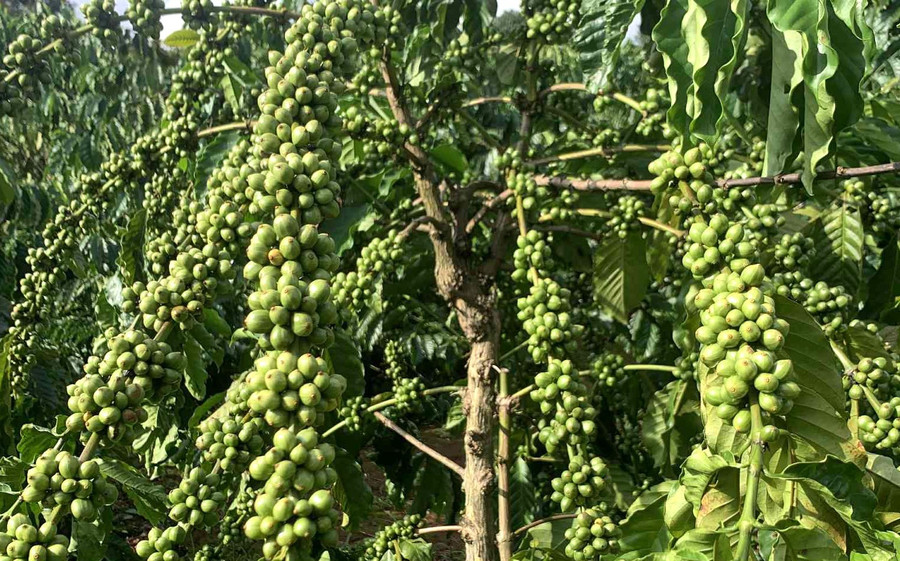 Giá cà phê ngày 9-7 giảm mạnh ở nhiều địa phương. Ảnh: P.V cb3f50d0-3157-46e3-b384-ccaa4fc01e32.jpg