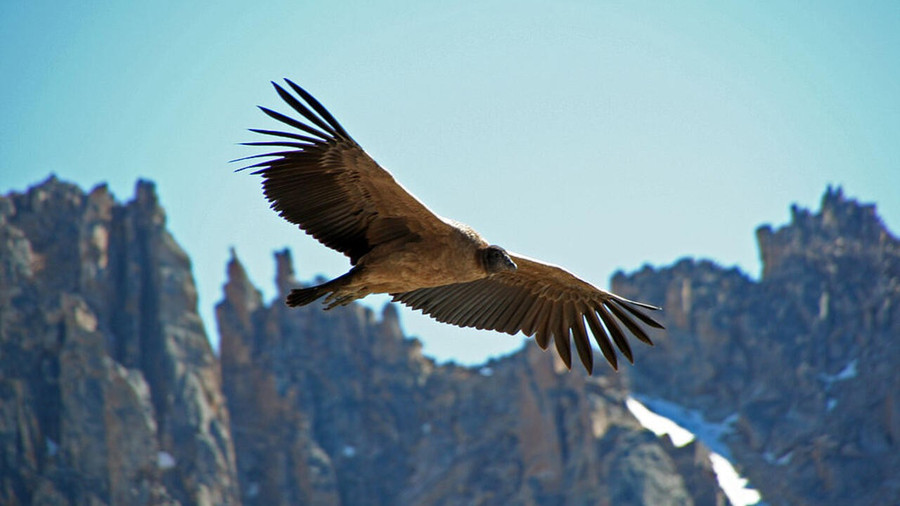 1024px-condor-des-andes-immature.jpg