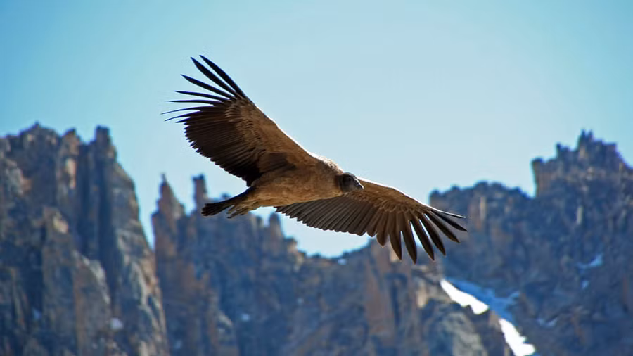 1024px-condor-des-andes-immature.jpg