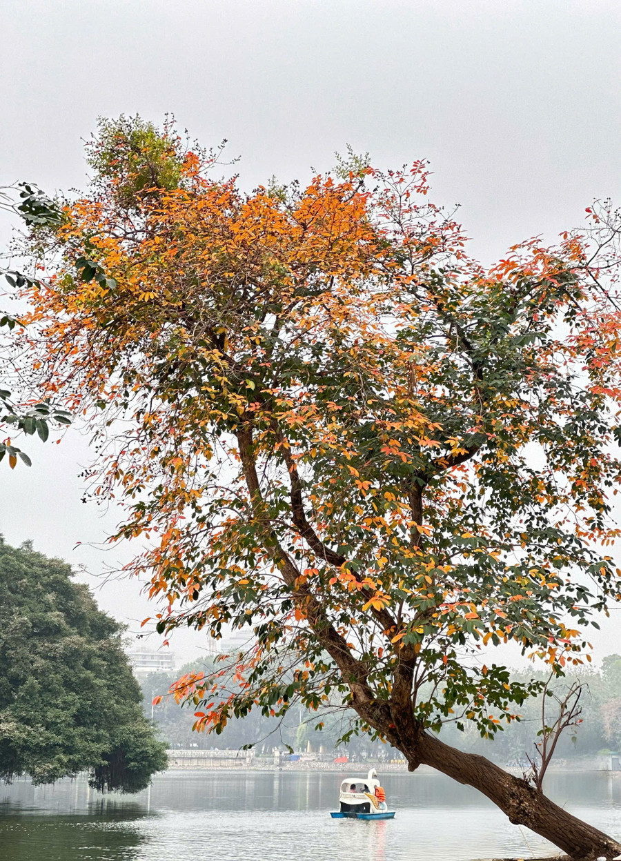 Autumn in Hanoi has a gentle, romantic beauty. Photo: P.V z7040847762129-587d13ed39c04610104a26ea4f8c9d04.jpg