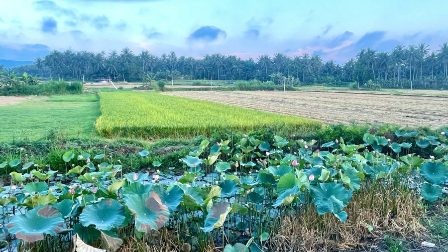 Miễn thuế sử dụng đất nông nghiệp đến hết ngày 31-12-2030. Ảnh: P.V attngllu4pqvxfalnmri1u12au2kygio-qd90415df8gdu.jpg